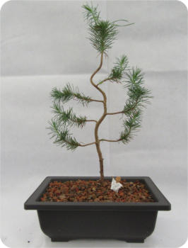 STONE PINE