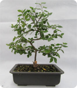 COTONEASTER