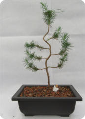 STONE PINE